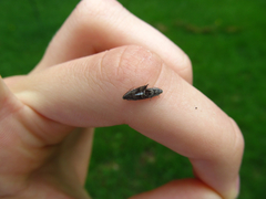 Grapholita eclipsana