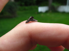 Grapholita eclipsana