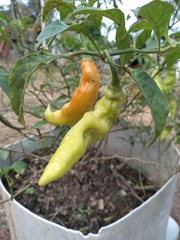 Capsicum baccatum