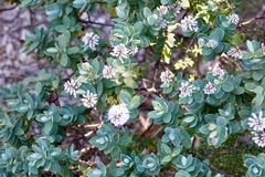 Veronica albicans