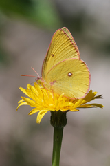 Colias occidentalis