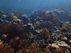 Isis hippuris