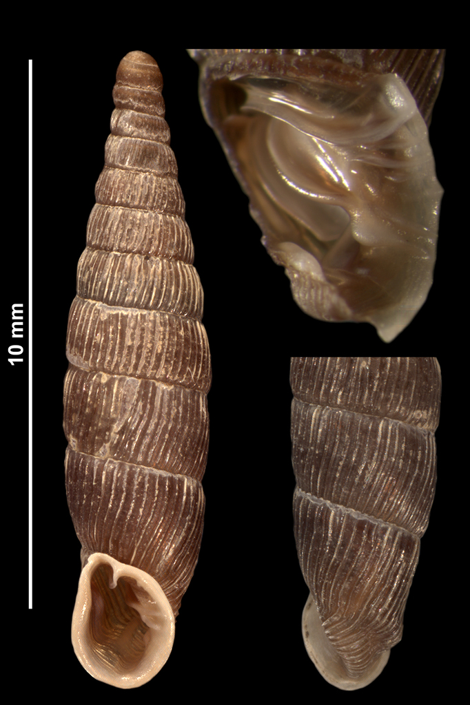 sharp-ribbed door snail