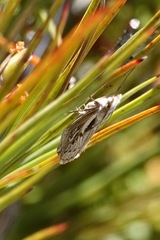 Orocrambus ramosellus