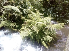 Dennstaedtia globulifera