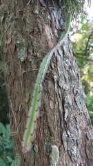 Lepismium cruciforme