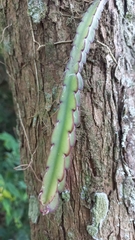 Lepismium cruciforme