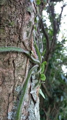 Lepismium cruciforme