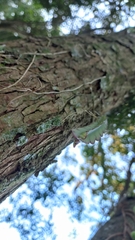Lepismium cruciforme