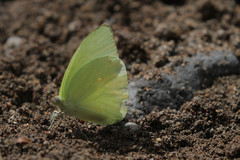 Aphrissa statira statira