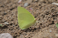 Aphrissa statira statira