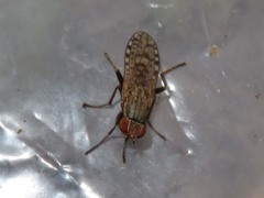 Pherbellia schoenherri