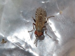 Pherbellia schoenherri