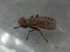 Pherbellia schoenherri