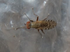 Pherbellia schoenherri