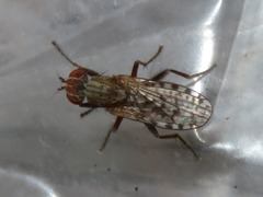 Pherbellia schoenherri