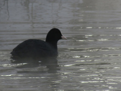 Fulica atra