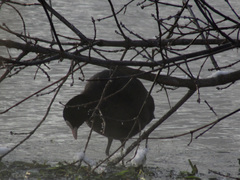 Fulica atra