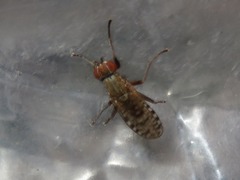 Pherbellia schoenherri