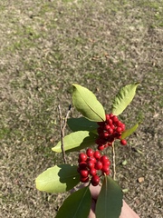 Ilex chinensis
