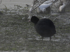 Fulica atra