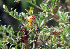 Lasiosiphon meisnerianus