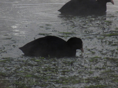 Fulica atra