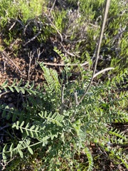 Astragalus trichopodus