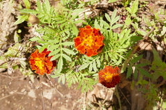 Tagetes patula
