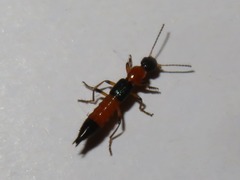 Paederus riparius
