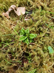 Pedicularis sylvatica