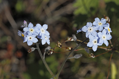 Myosotis decumbens