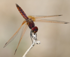 Trithemis annulata