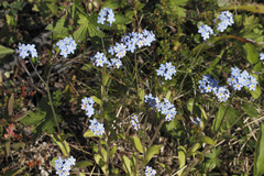 Myosotis decumbens