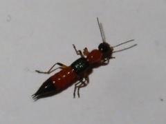 Paederus riparius