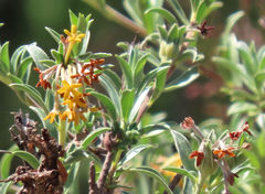 Lasiosiphon meisnerianus