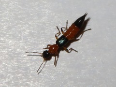 Paederus riparius