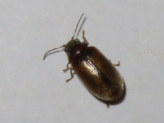 Contacyphon laevipennis