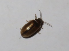 Contacyphon laevipennis