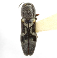 Agrilus ornatulus