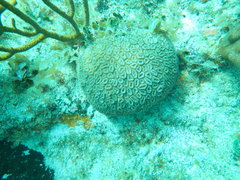 Dichocoenia stokesii