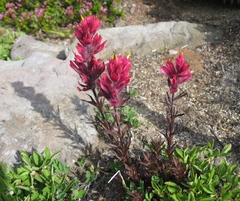 Castilleja parviflora oreopola
