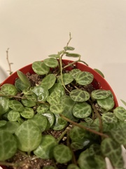Peperomia prostrata