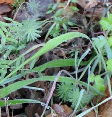 Petrosedum amplexicaule