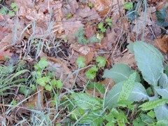 Petrosedum amplexicaule