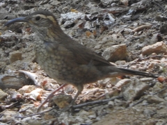 Upucerthia saturatior