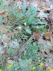 Luzula forsteri