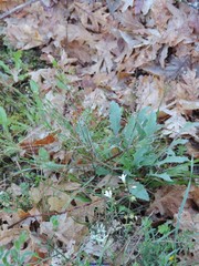 Luzula forsteri
