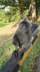 Trachypithecus selangorensis