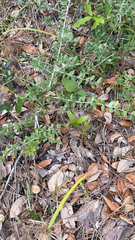 Ilex vomitoria image